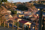 鎌倉山ノ内 八雲神社の桜
