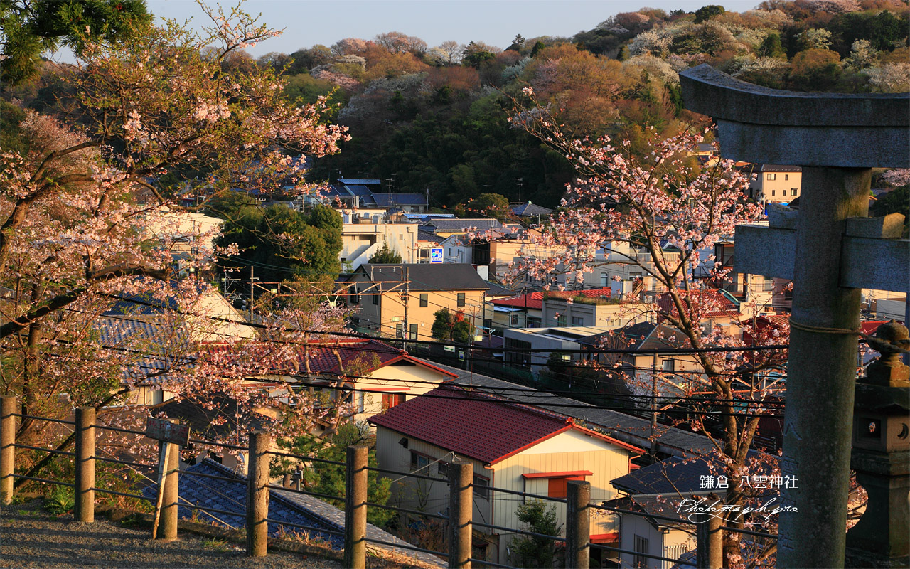 鎌倉山ノ内 八雲神社の桜 壁紙