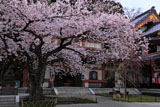 長谷寺の桜と大黒堂