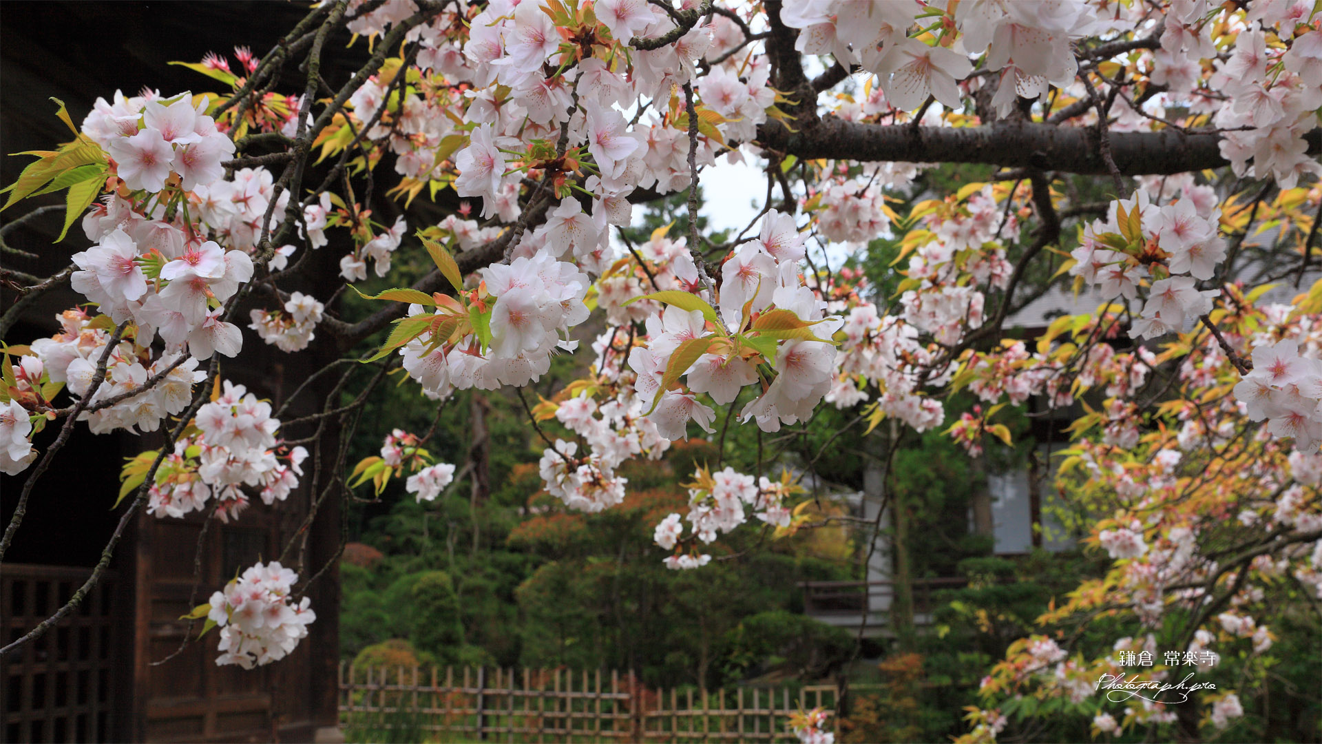 常楽寺 枝垂れ桜