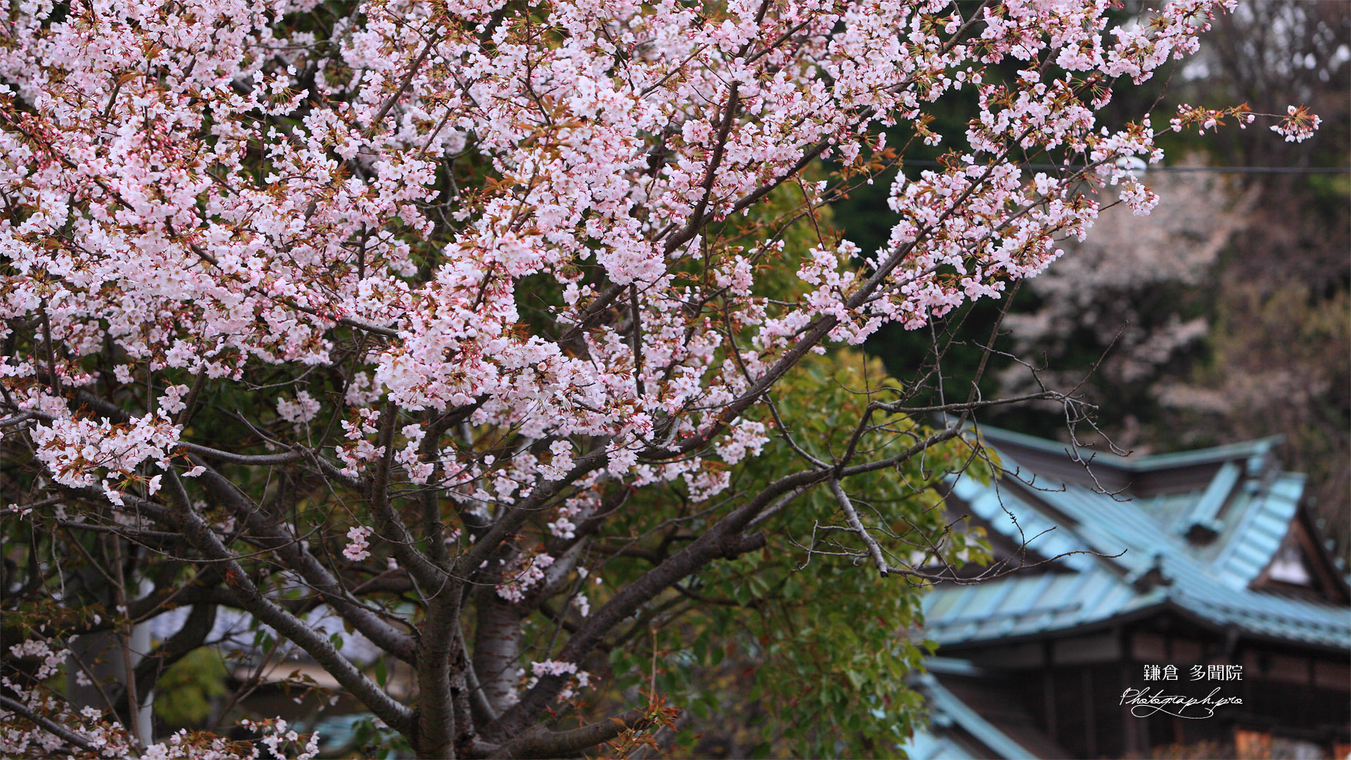 桜と鎌倉多聞院