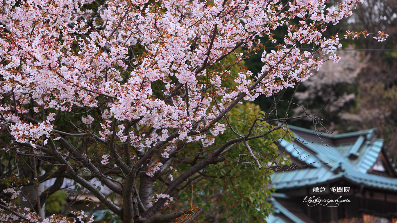 桜と鎌倉多聞院 壁紙