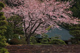 大長寺 桜と本堂