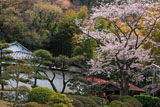 鎌倉大長寺 桜と客殿