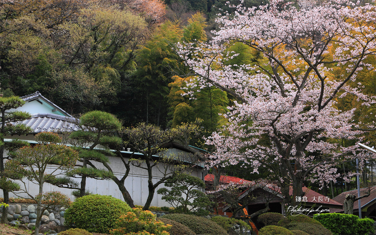 鎌倉大長寺 桜と客殿 壁紙