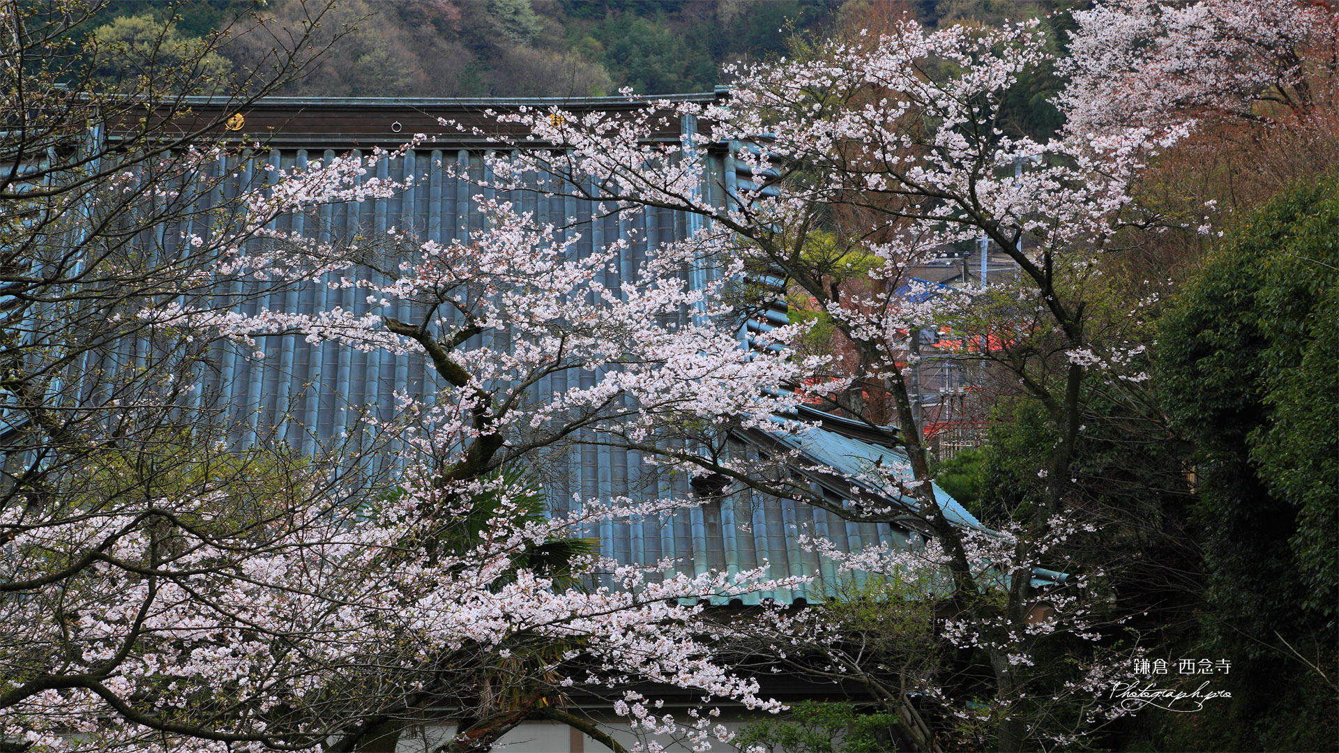 鎌倉西念寺 サクラと本堂