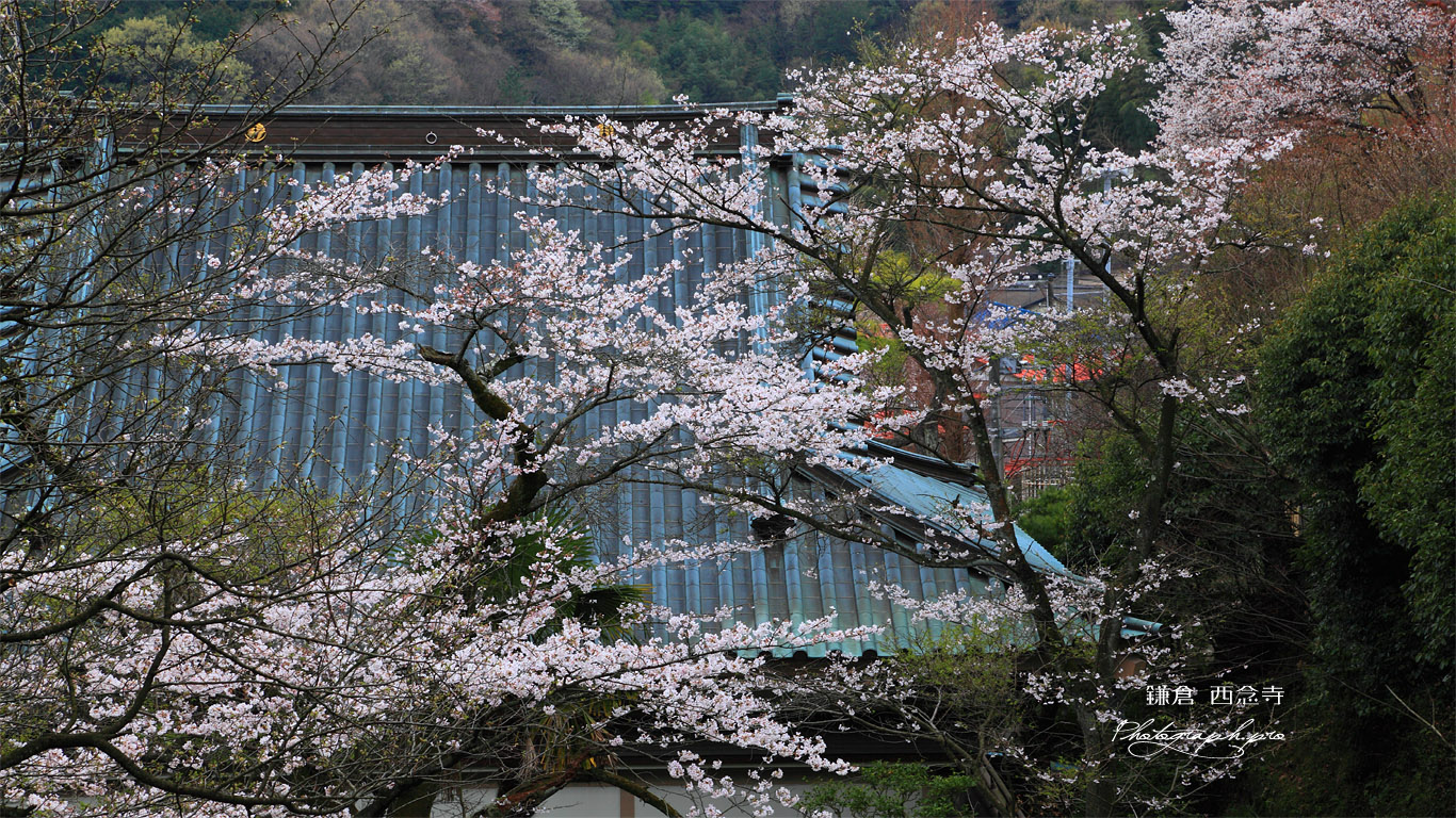 鎌倉西念寺 サクラと本堂 壁紙
