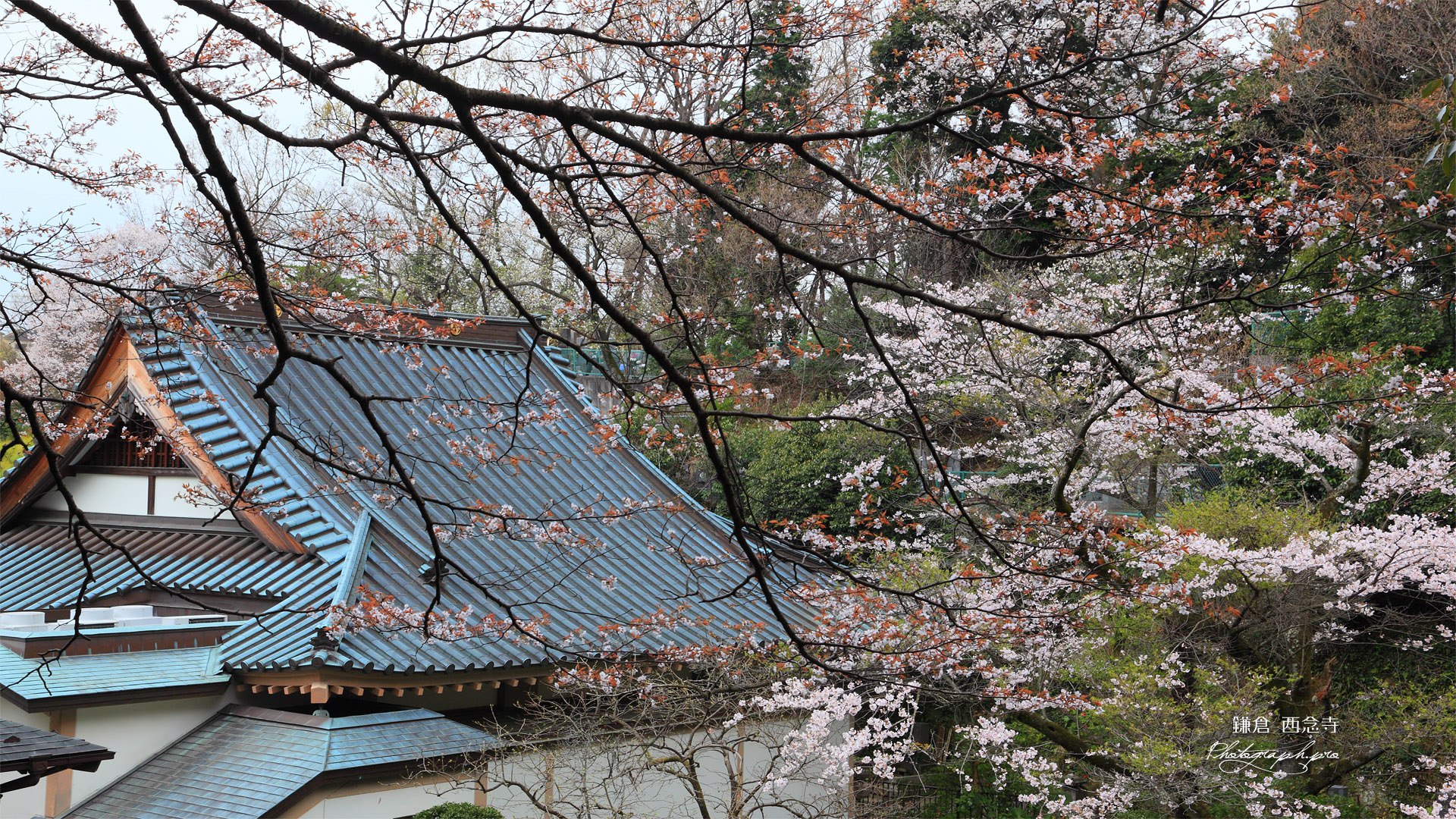 鎌倉西念寺 山桜と本堂
