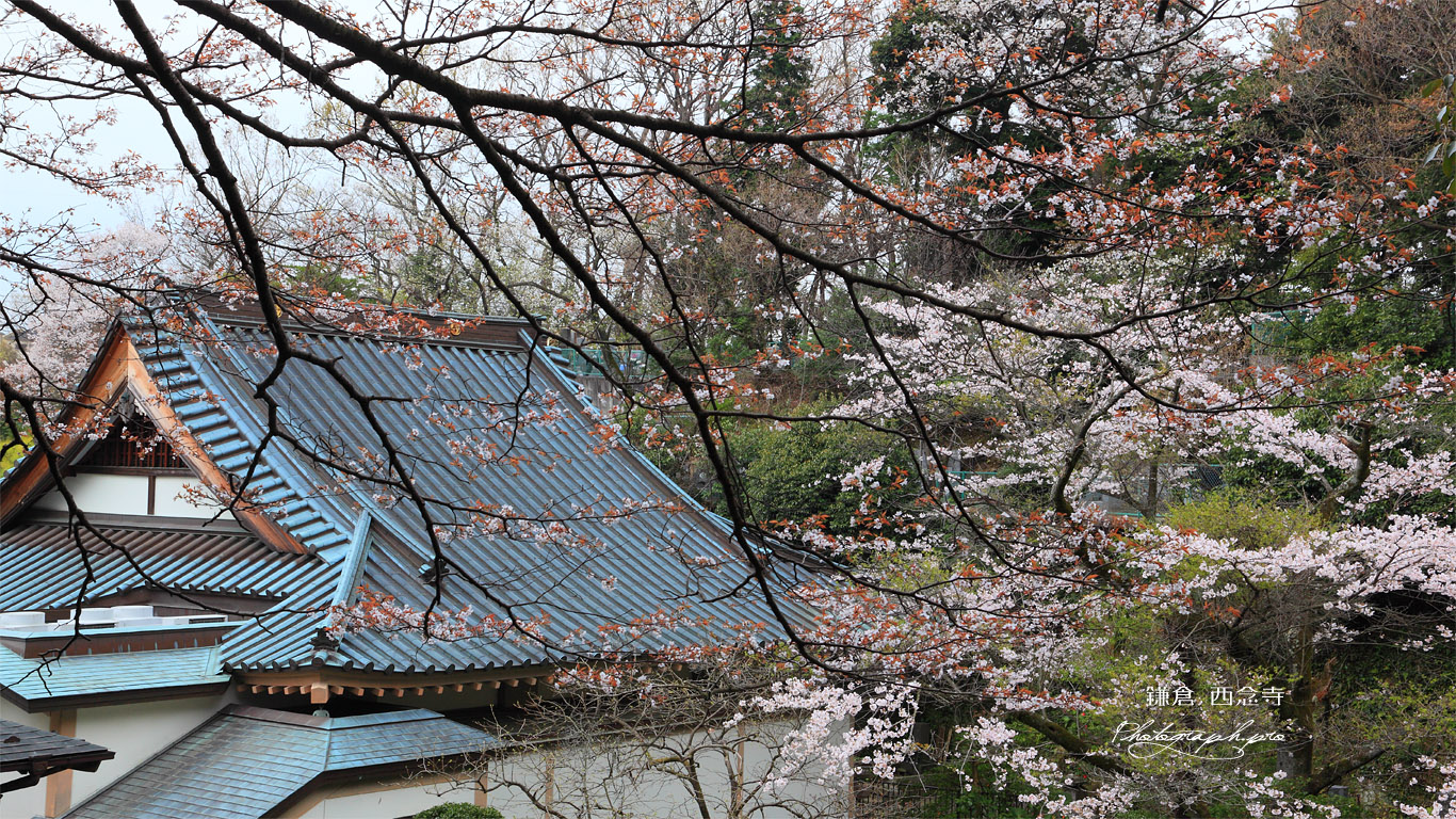 鎌倉西念寺 山桜と本堂 壁紙
