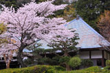 称名寺の桜
