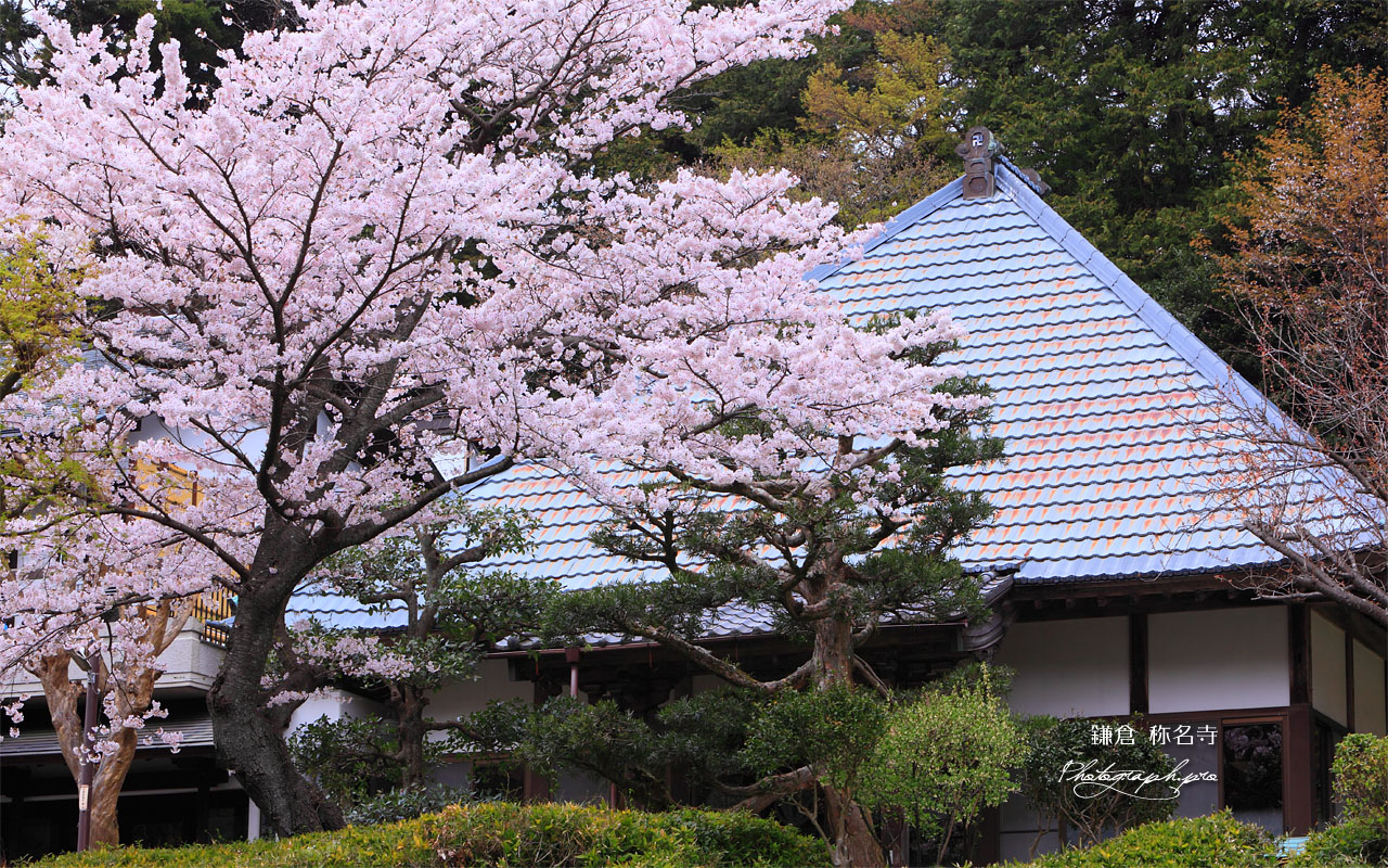 称名寺の桜 壁紙