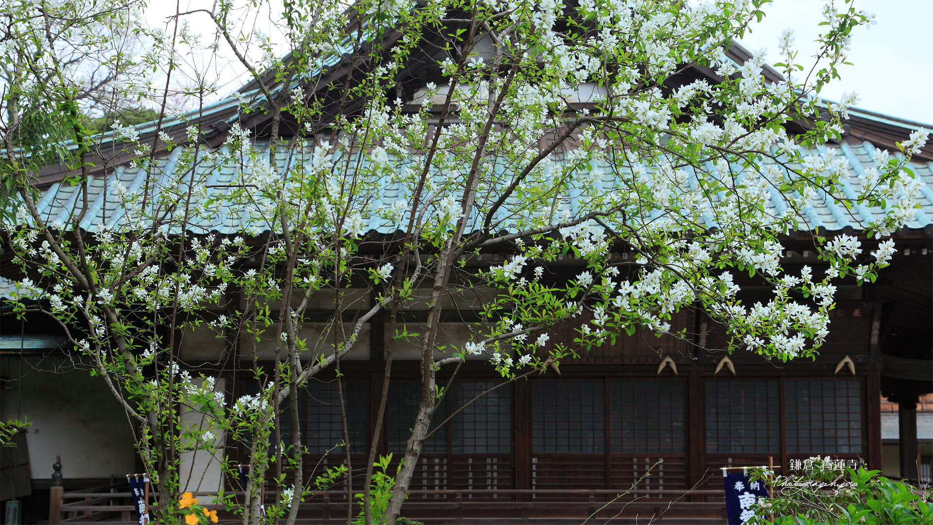 鎌倉青蓮寺 山吹と利休梅に本堂