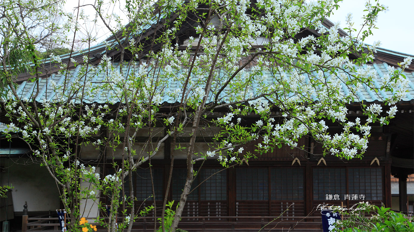 鎌倉青蓮寺 山吹と利休梅に本堂 壁紙