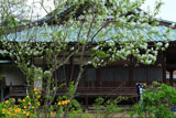 鎌倉青蓮寺 山吹と利休梅に本堂
