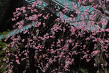 青蓮寺 紅枝垂桜と本堂
