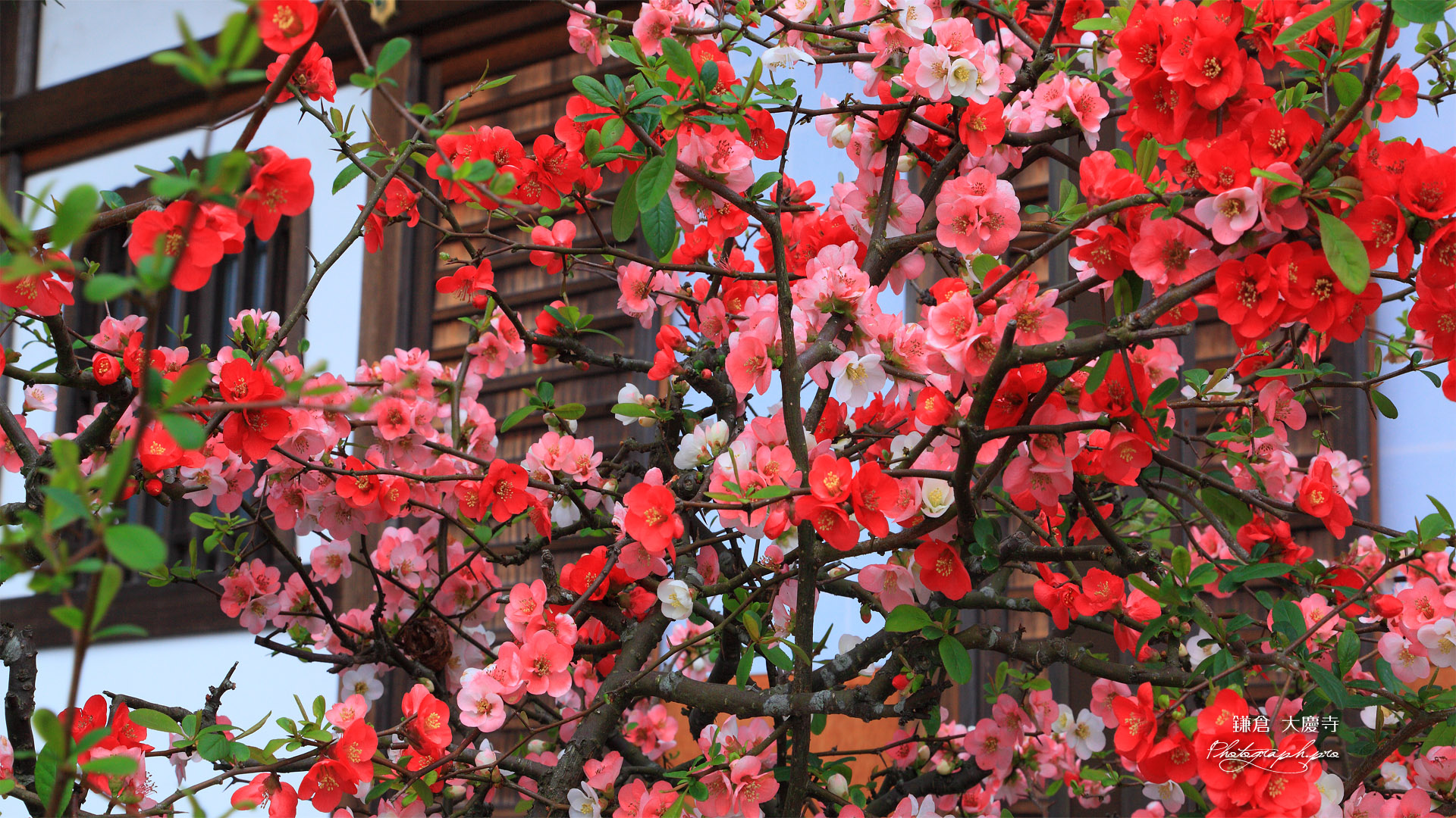 鎌倉大慶寺 木瓜