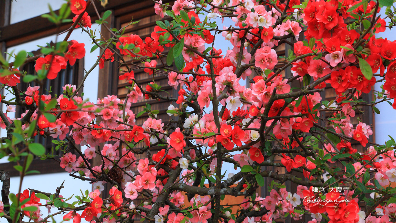 鎌倉大慶寺 木瓜 壁紙