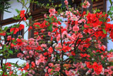鎌倉大慶寺 木瓜