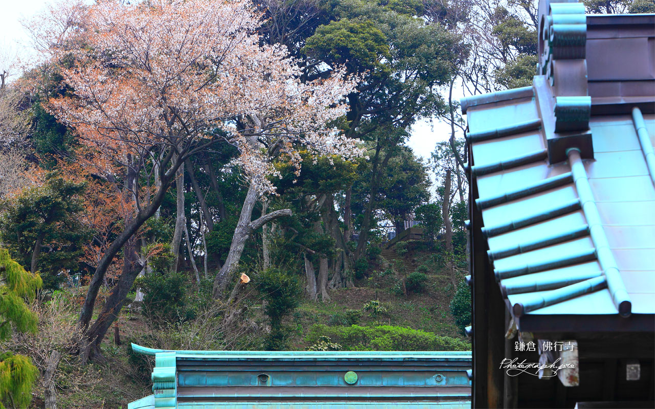 仏行寺の山桜 壁紙