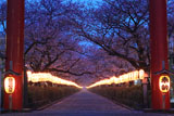 若宮大路 二の鳥居越しの段葛桜並木