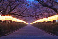 若宮大路