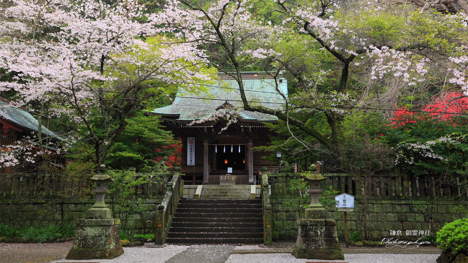 鎌倉御霊神社 桜と拝殿