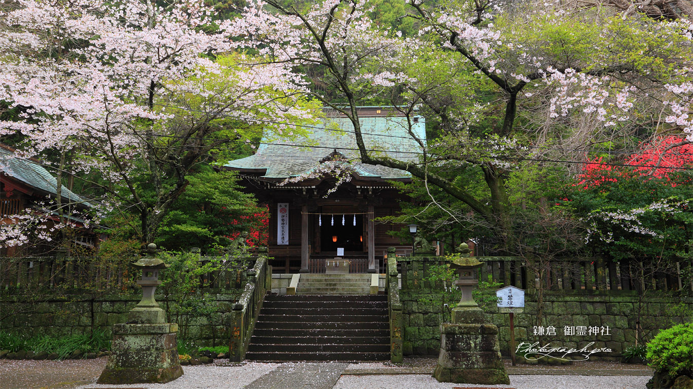 鎌倉御霊神社 桜と拝殿 壁紙