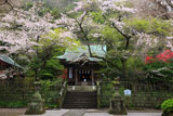 鎌倉御霊神社 桜と拝殿