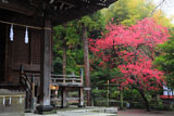 鎌倉御霊神社 拝殿とハナモモ
