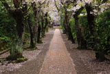 極楽寺
