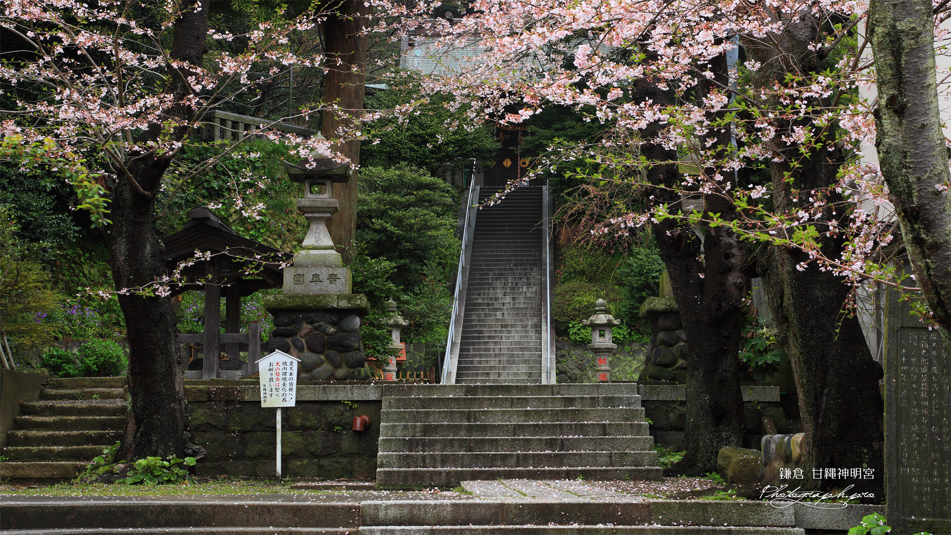 鎌倉甘縄神明神社 散桜の参道