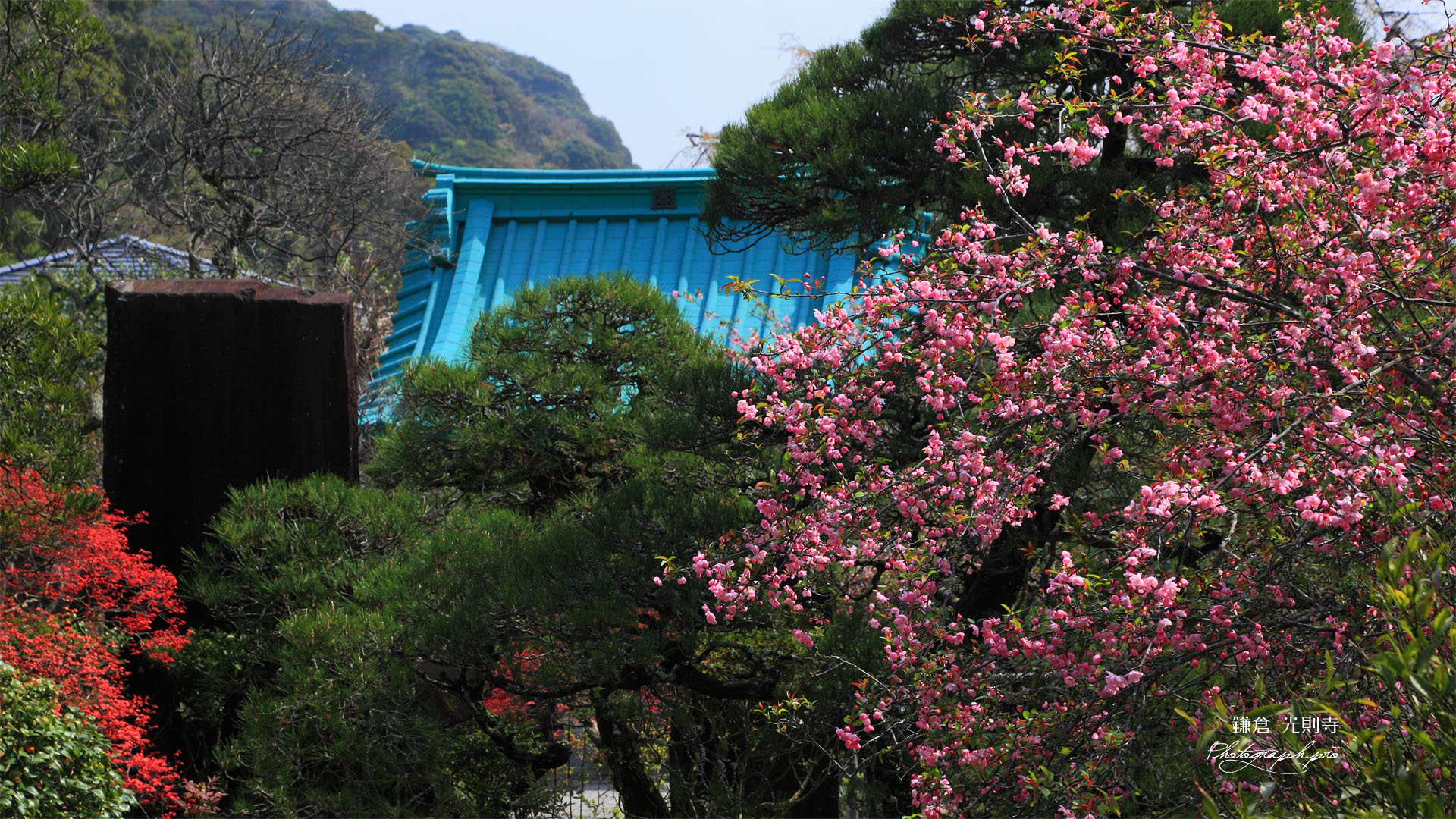 光則寺のカイドウ