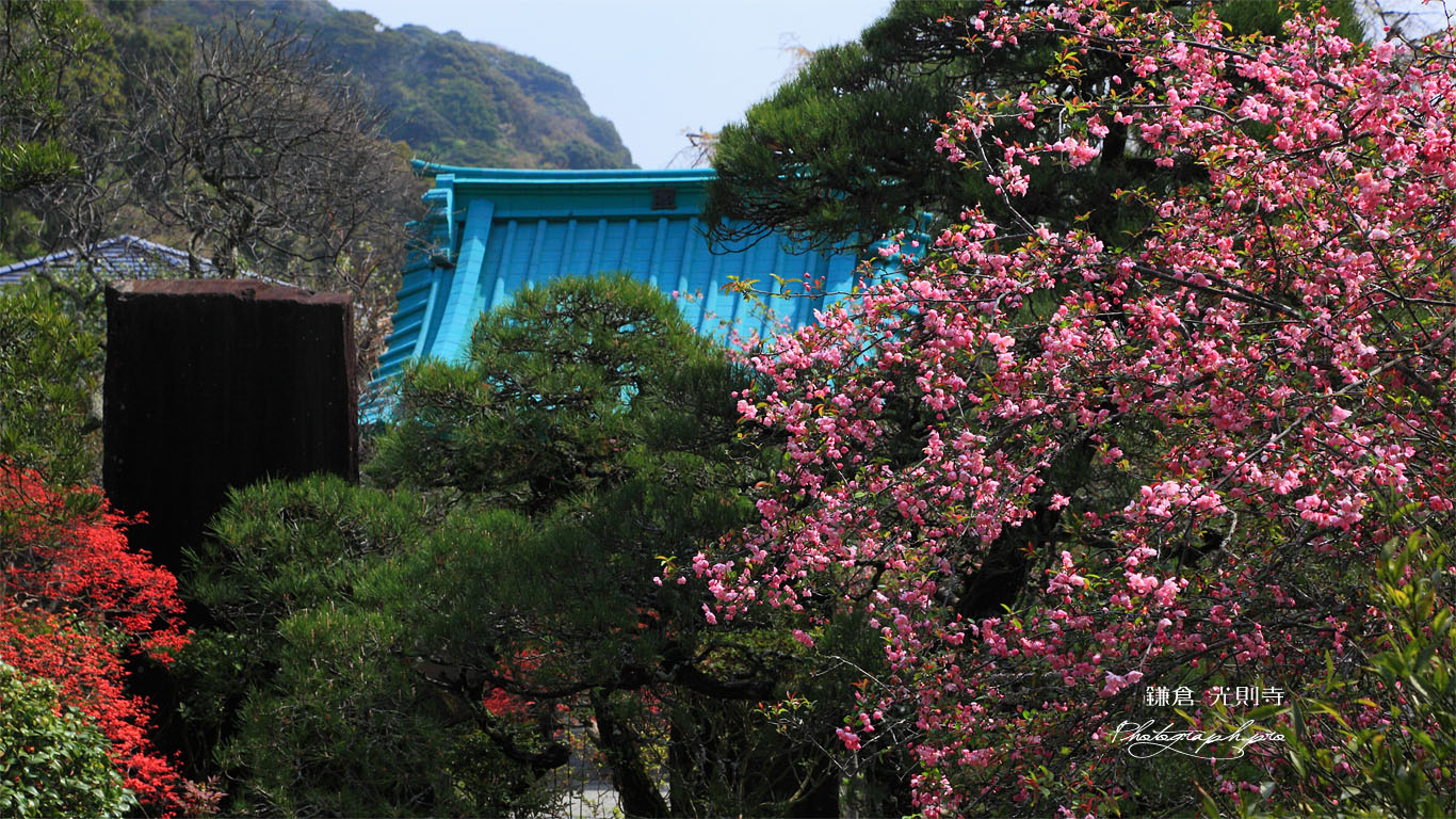 光則寺のカイドウ 壁紙