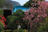 光則寺のカイドウ