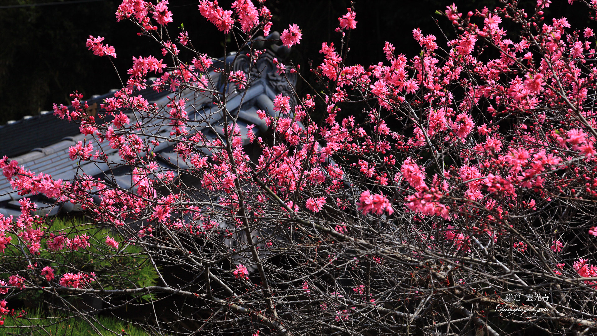 鎌倉霊光寺 ハナモモと山門