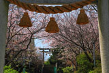 鎌倉小動神社 鳥居越しの桜