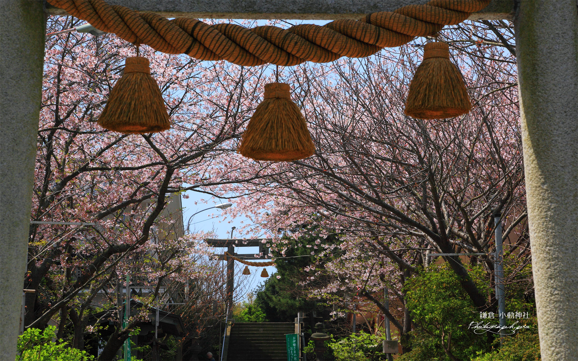 鎌倉小動神社 鳥居越しの桜
