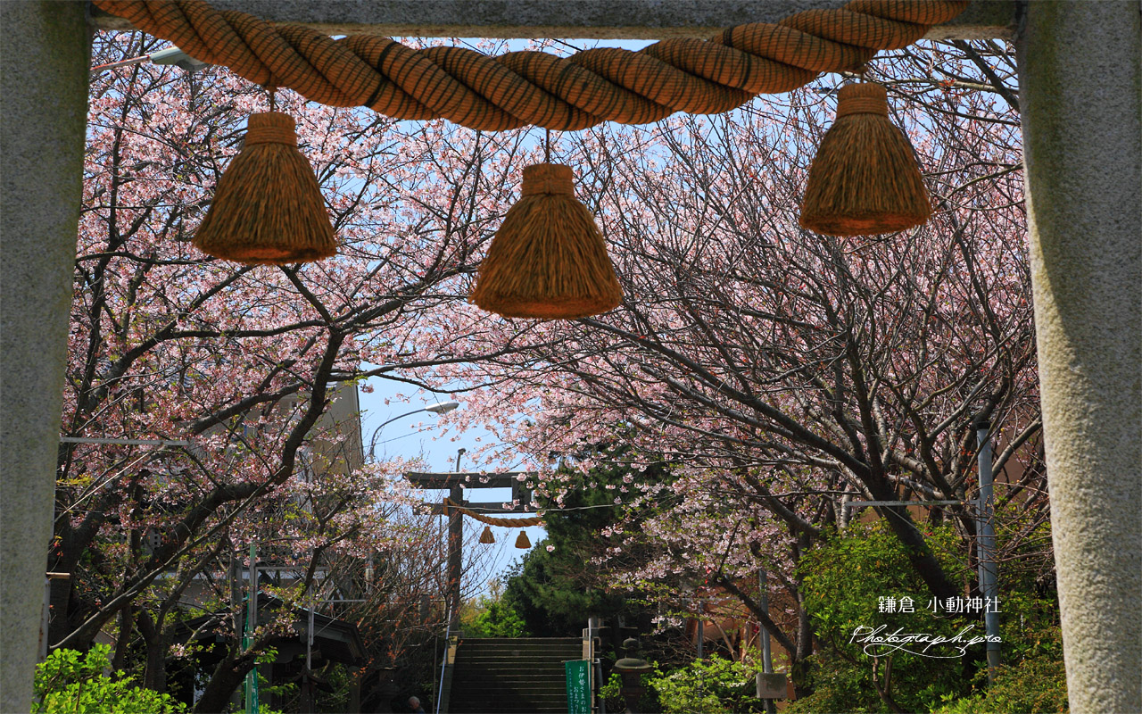 鎌倉小動神社 鳥居越しの桜 壁紙