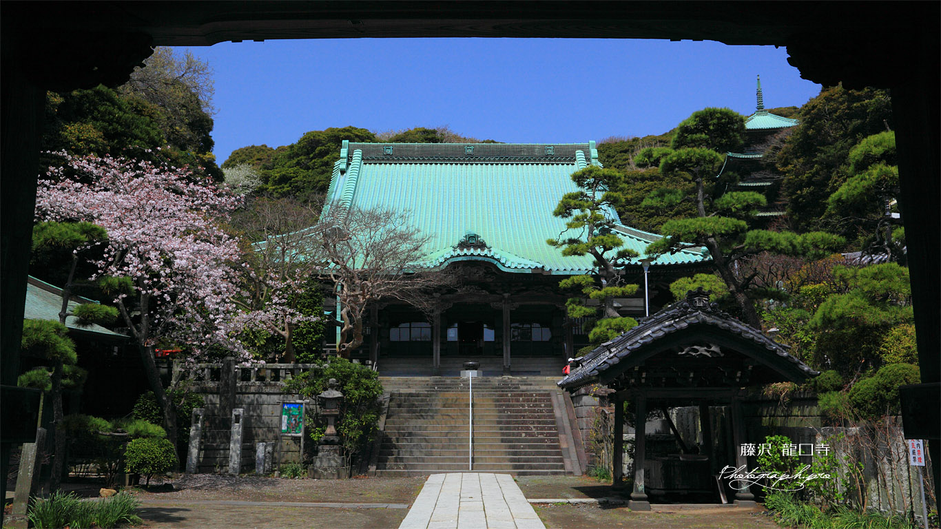 龍口寺 山門越しに桜咲く境内 壁紙