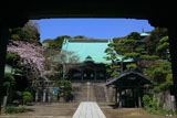 龍口寺 山門越しに桜咲く境内