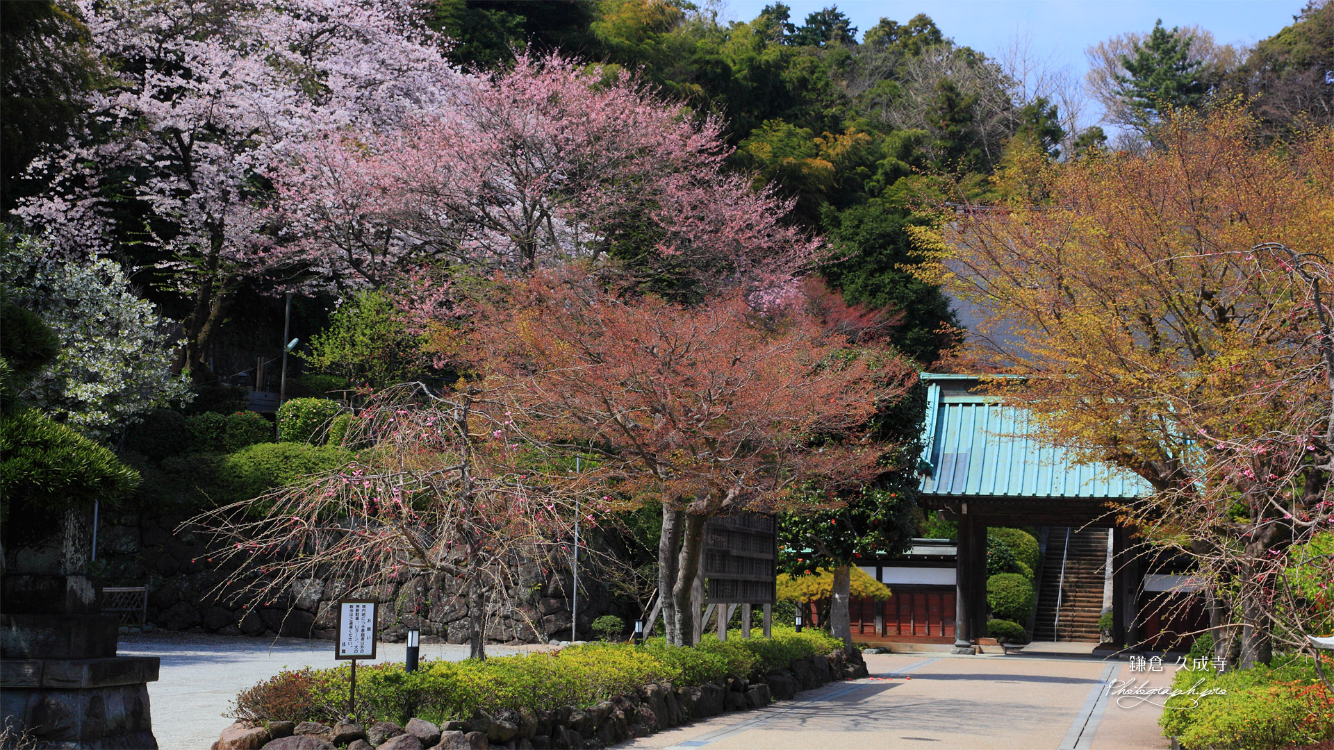鎌倉久成寺 萌える境内