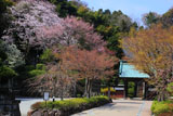 鎌倉久成寺 萌える境内