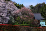鎌倉久成寺 サクラ咲く境内