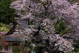 鎌倉久成寺 桜越しの本堂