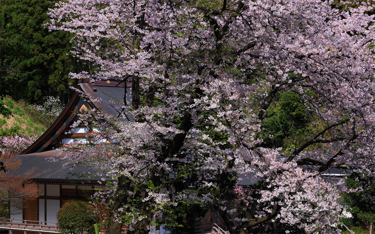 鎌倉久成寺 桜越しの本堂 壁紙