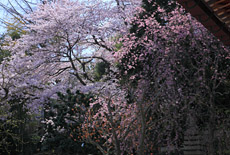 久成寺
