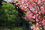 円光寺 カイドウ