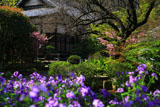 鎌倉円光寺 ショカッサイ越しの本堂