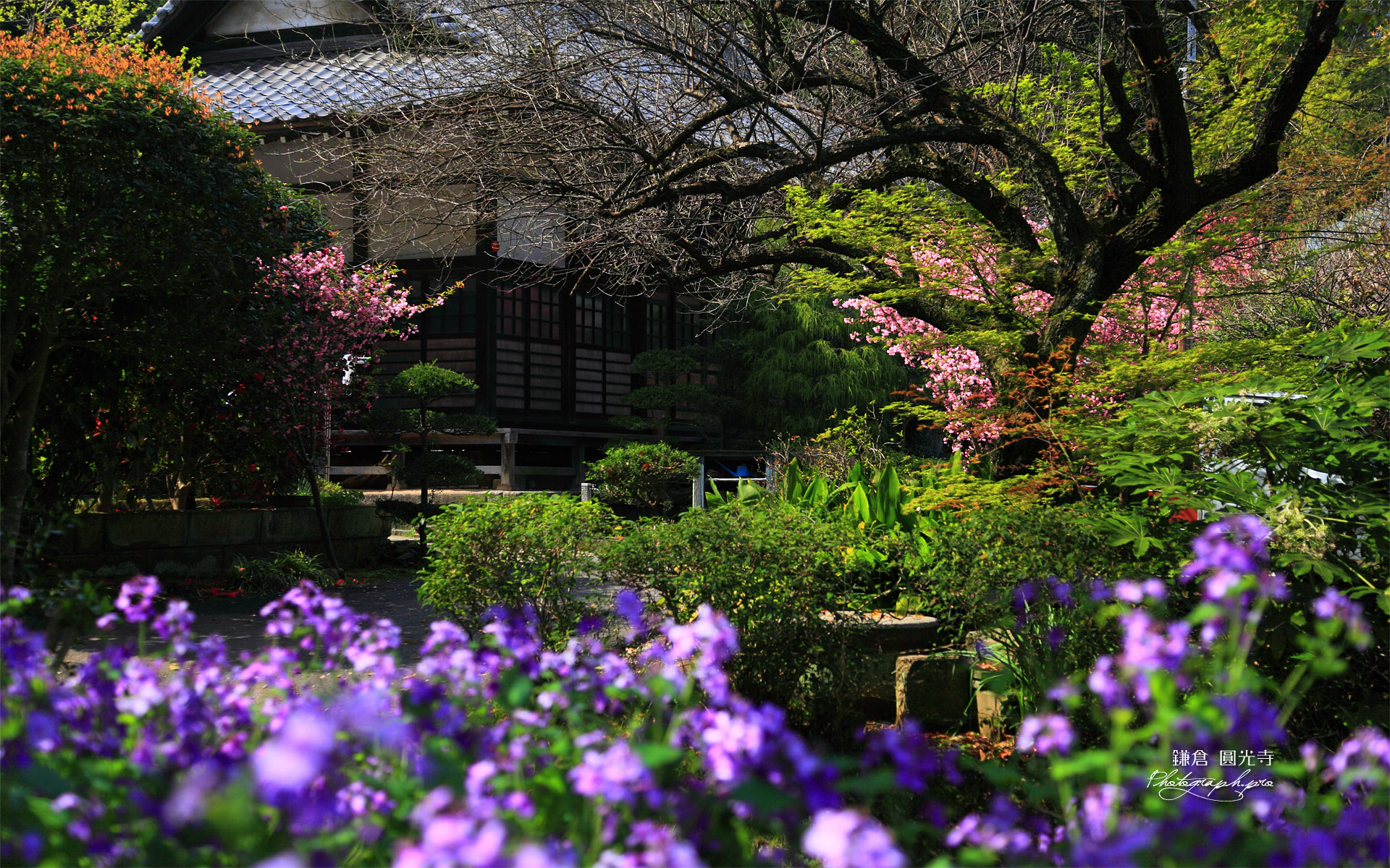 鎌倉円光寺 ショカッサイ越しの本堂