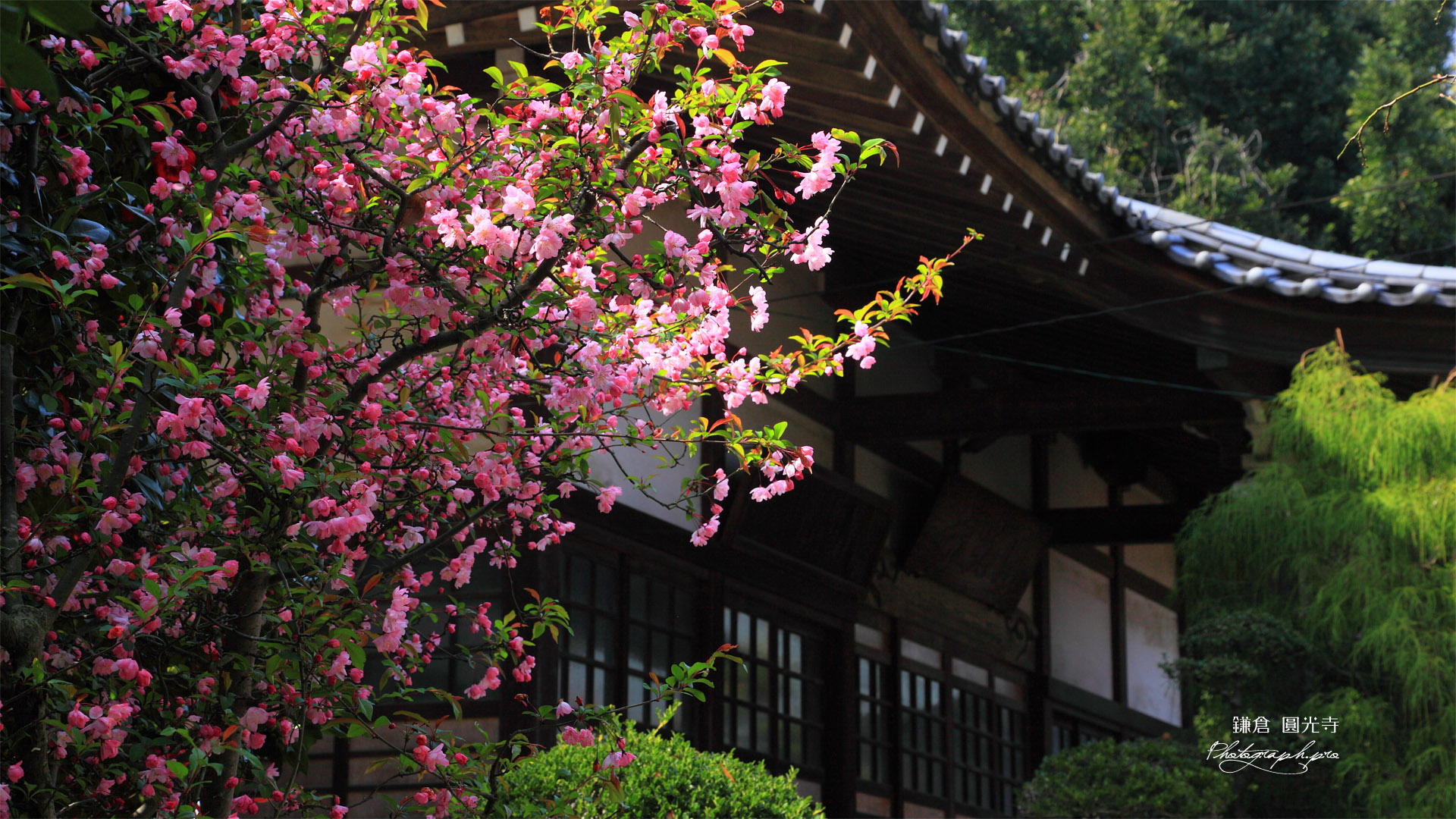 鎌倉円光寺 海棠と本堂